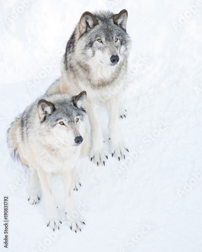 Wolves sitting in snow © Bigbambi.ca