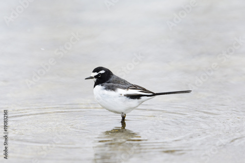 セグロセキレイ(Japanese Wagtail)