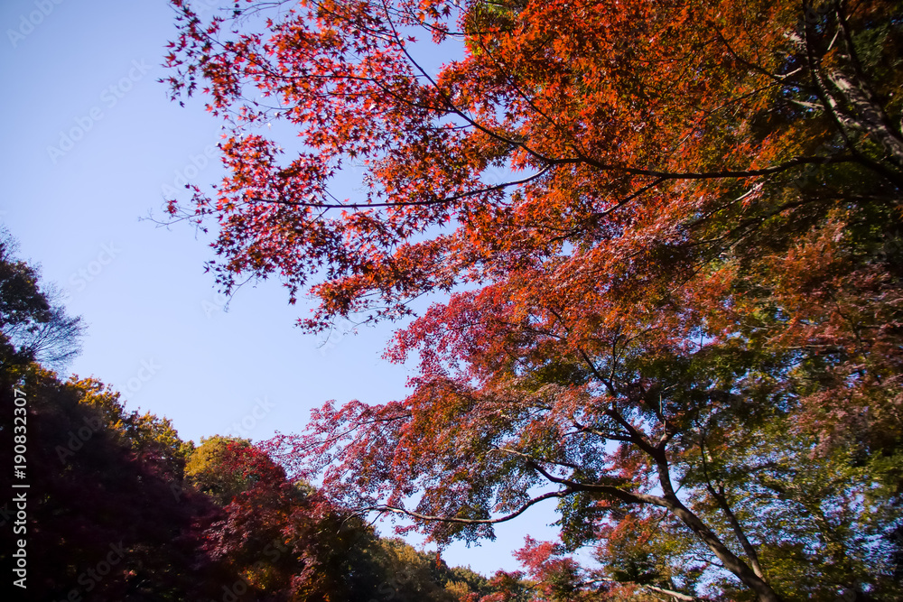 公園の紅葉