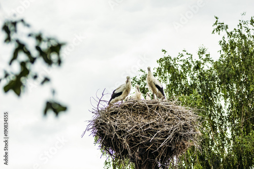 Beautiful bird storks in a nest on a tree