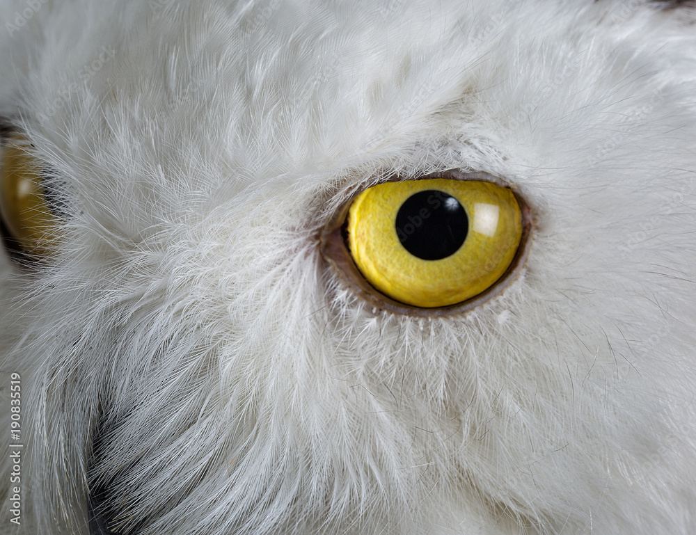 Fototapeta premium Taxidermy Snowy Owl On White Background