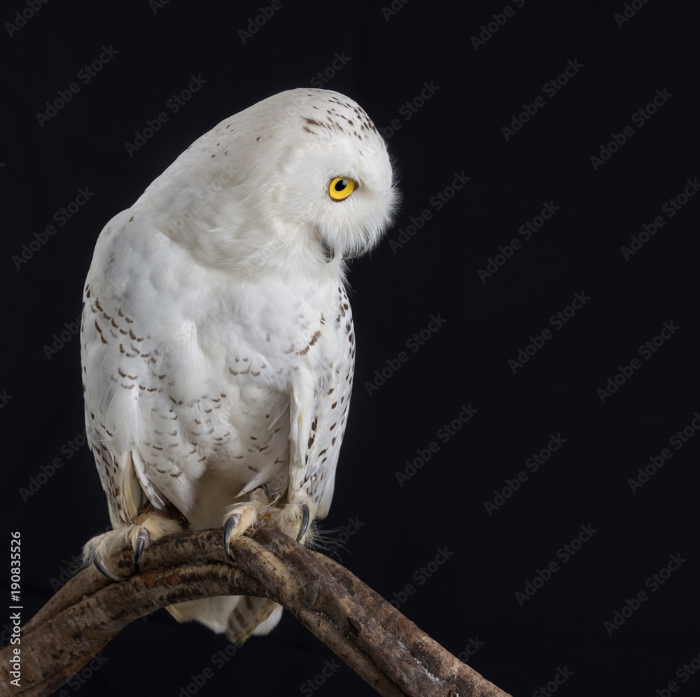 Obraz premium Taxidermy Snowy Owl On black Background
