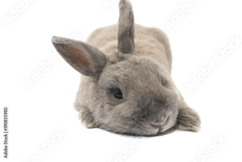Fotografie Decorative rabbit gray cute lying isolated on white background