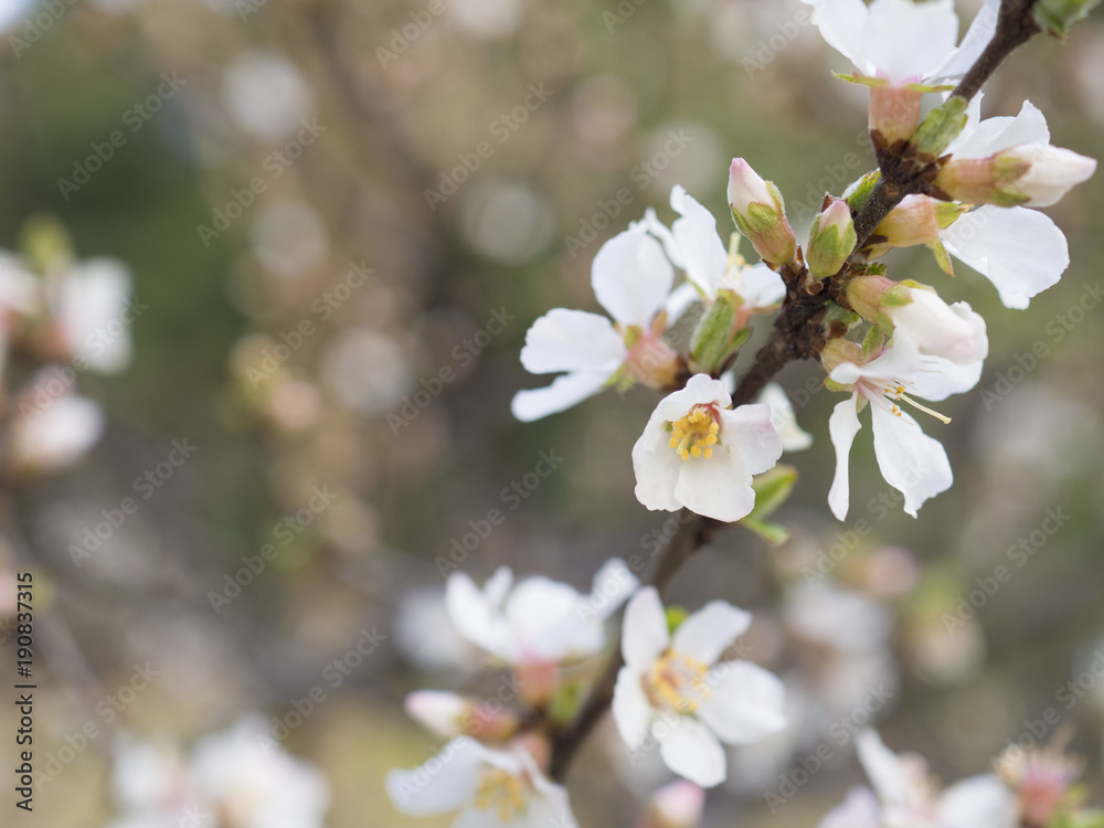 Obraz premium 日差しを浴びた春の花