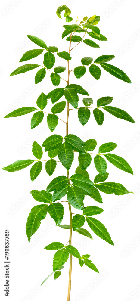 jeune arbuste,  faux-poivrier,Schinus terebinthifolius, fond blanc 