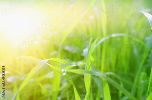 low angle view of fresh grass. freedom and renewal concept.