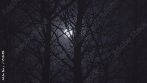 The Eerie Moon in the Woods
