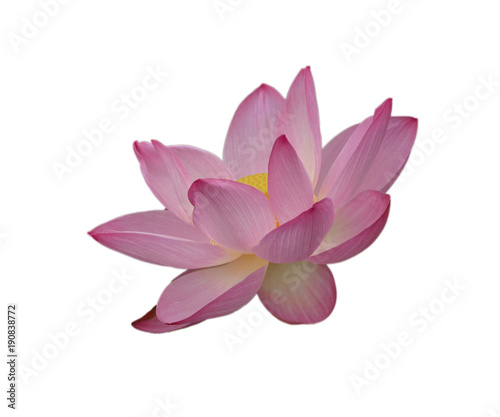 Bloomed lotus Flower
