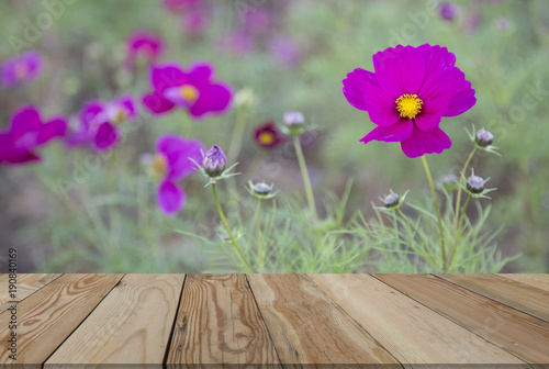 Cosmos pink  flowers behind the blurred with  wooden  Space. © popetorn