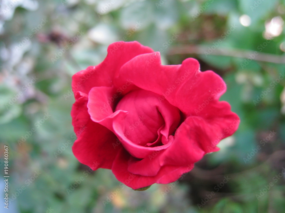 Red roses flower. Beautiful rose for Valentine’s Day. Red roses flower. Beautiful rose for Valentine’s Day.