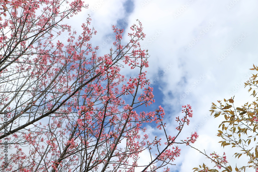 wind himalayan cherry or prunus cerasoides or sakura wind himalayan cherry or prunus cerasoides or sakura