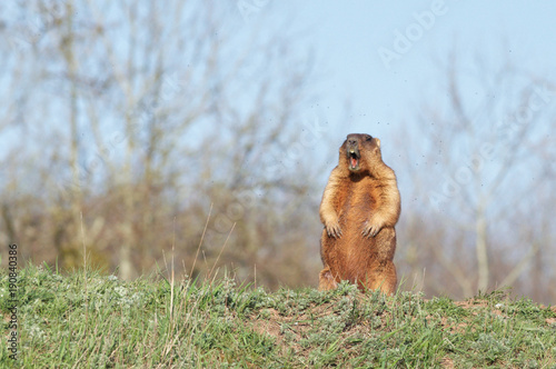 Obraz na płótnie bobak marmot standing on hind legs