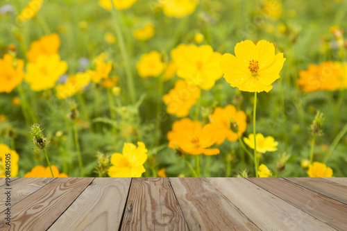 Cosmos yellow flowers behind the blurred with wooden Space.