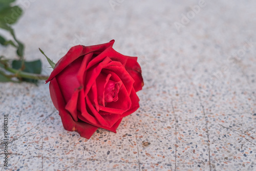 Red rose flower on stone floor in Valentine s Day