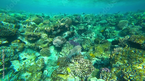 Wallpaper Mural diving underwater around fish and corals Torontodigital.ca