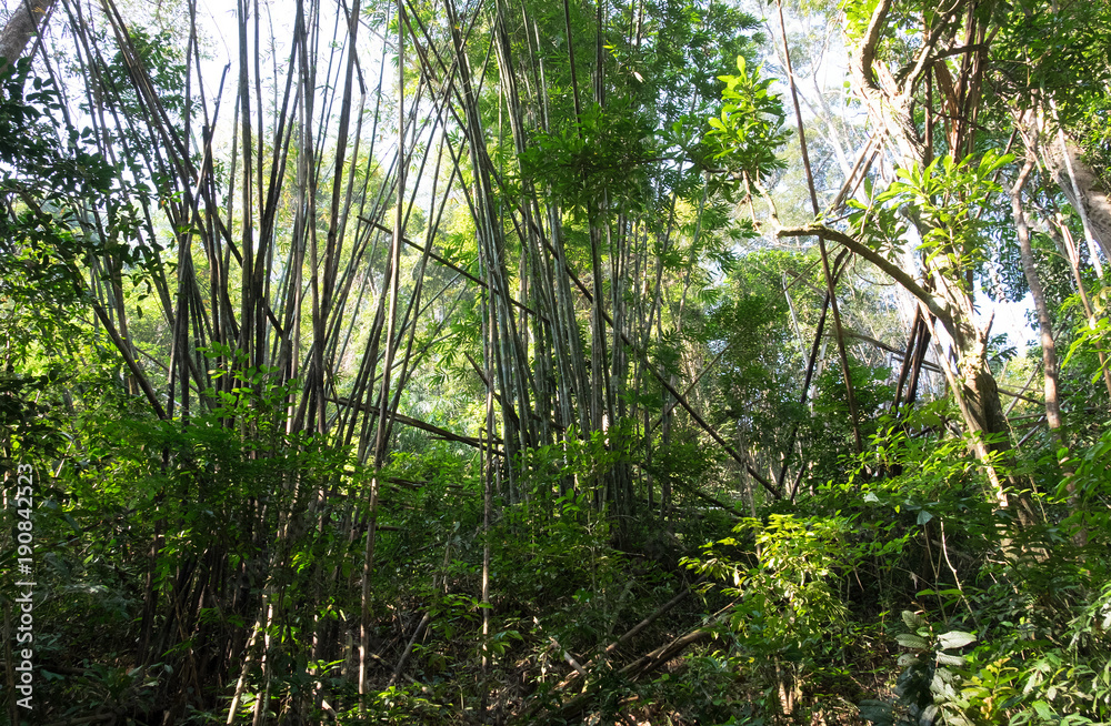 Bamboo jungle Bamboo jungle
