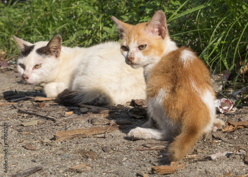 Cats on the streets