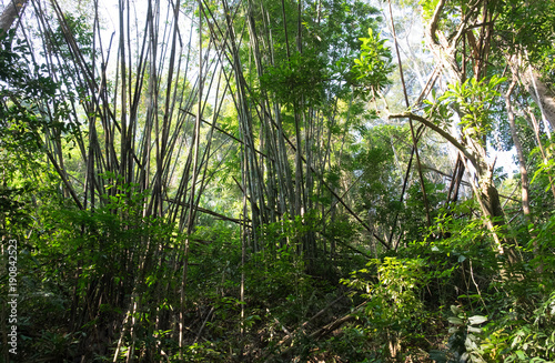 Bamboo jungle