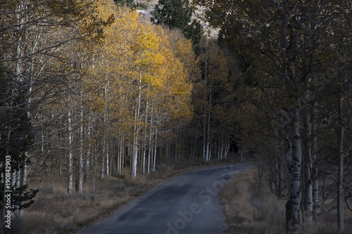 Aspen trees in fall along road