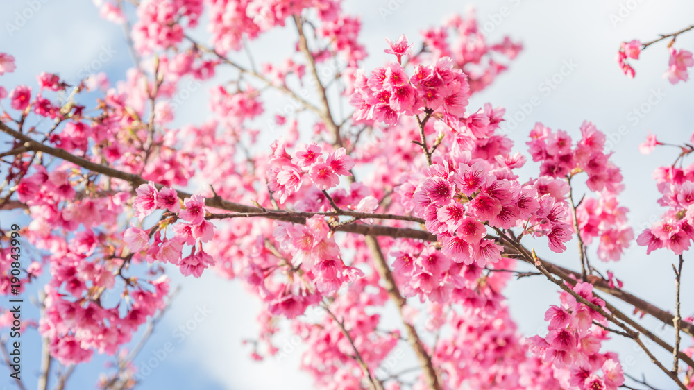 Fototapeta premium Pink cherry blossom (sakura) in a garden.