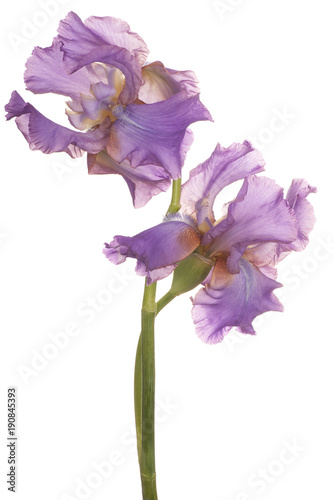 Fototapeta Naklejka Na Ścianę i Meble -  iris flower isolated