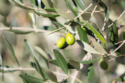 Branch of an olive tree with berries
