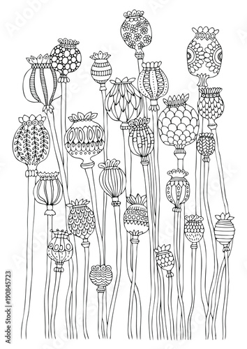 Poppyhead. Hand drawn picture. Sketch for anti-stress adult coloring book in zen-tangle style. Vector illustration for coloring page, isolated on white background.