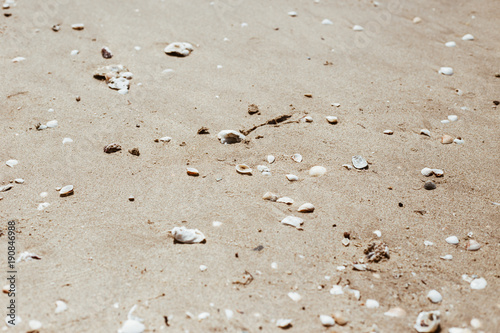 sea shells with sand as background