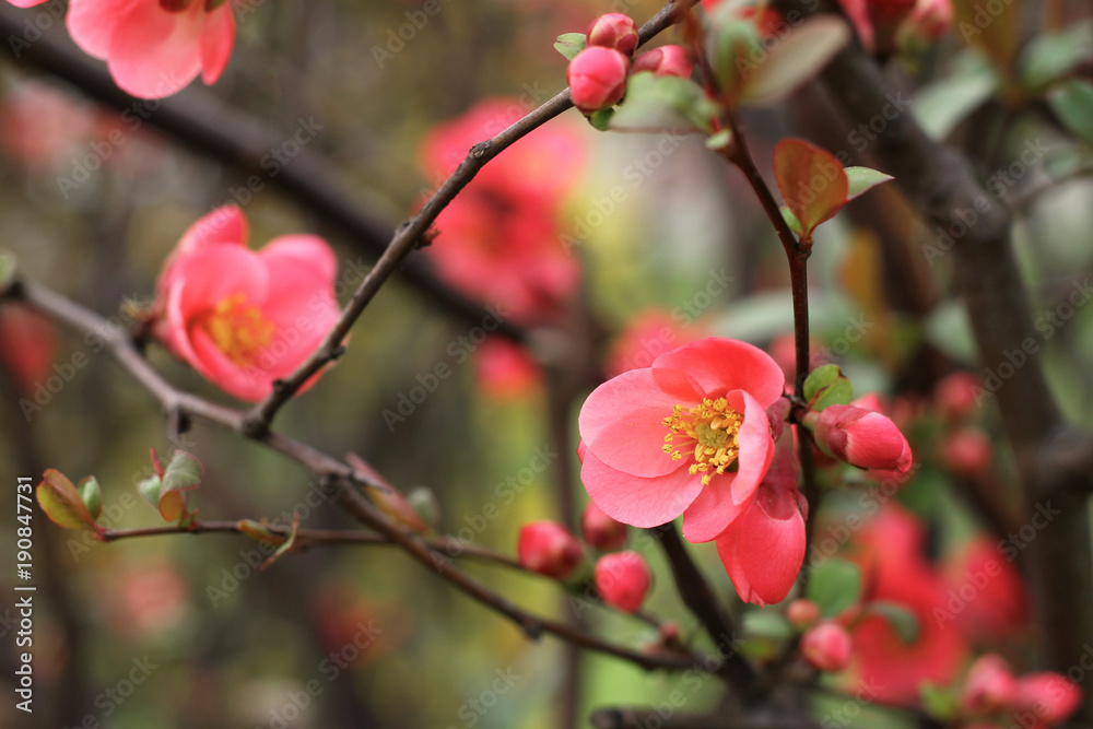 Japanese quince - Chaenomeles, small spring red flowers Japanese quince - Chaenomeles, small spring red flowers