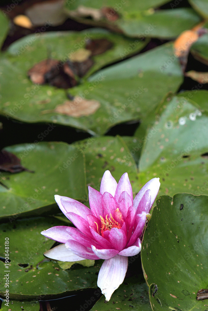 Colorful European White Waterlily flower on a pond surface Colorful European White Waterlily flower on a pond surface