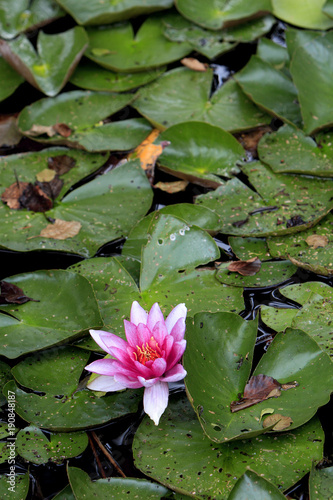 Colorful European White Waterlily flower on a pond surface