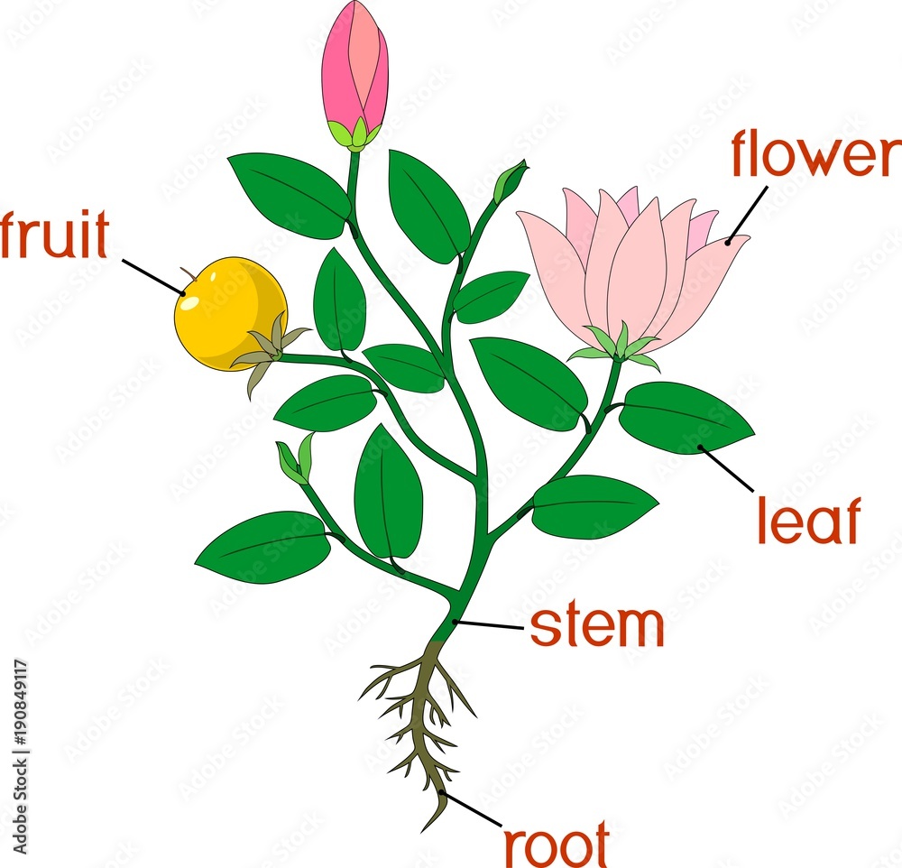 Parts of plant. Morphology of flowering plant with root system, flowers