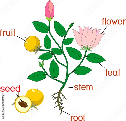 Parts of plant. Morphology of flowering plant with root system, flowers, fruit and titles