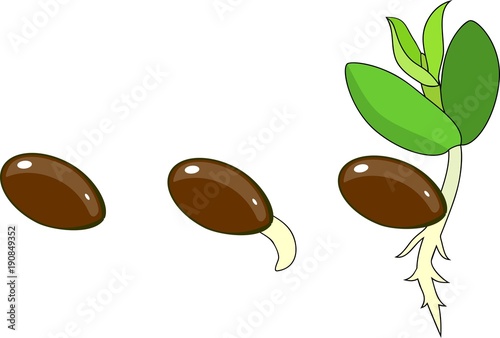 Stages of germination of seed