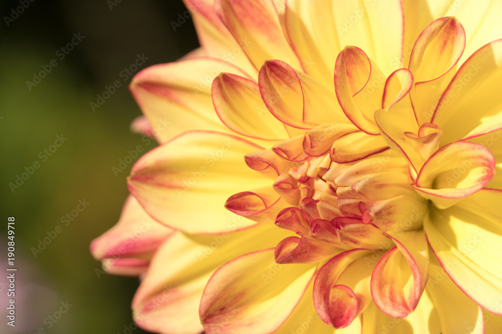 A Yellowish Dahlia flower