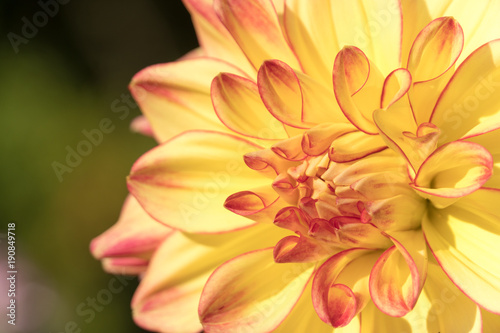 A Yellowish Dahlia flower