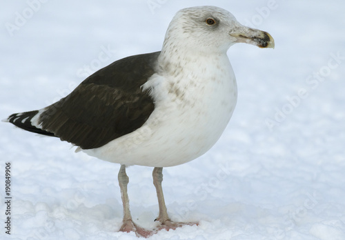 Great Black-backed gull photo