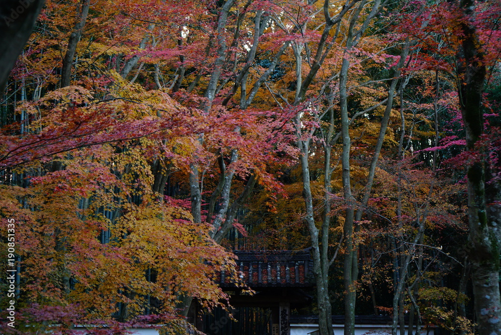 京都地蔵院の紅葉