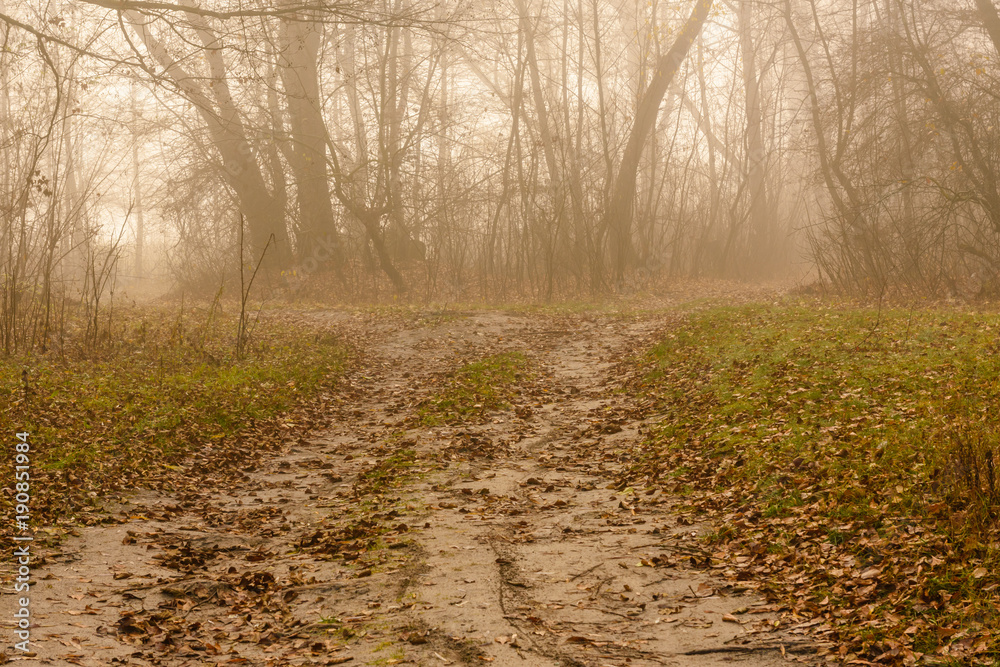 Obraz premium Road in a foggy forest on cold autumn day