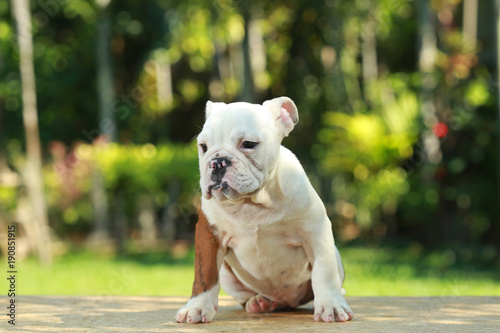 English Bulldog in Natural green © Sigma s