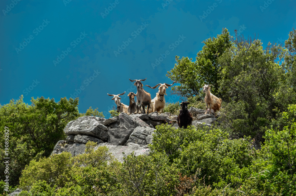 goats in the mountain horns heads many - Tzoumerka Arta Greece spring