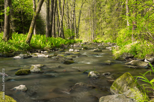 small mountain wild river in spring