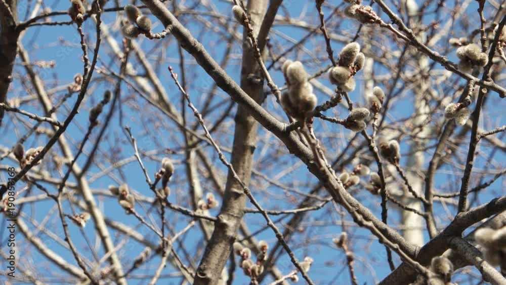 Young fluffy willow branches swaying in the wind Young fluffy willow branches swaying in the wind