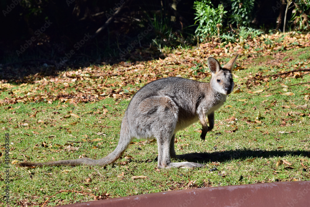 Young cute wild grey kangaroo Young cute wild grey kangaroo
