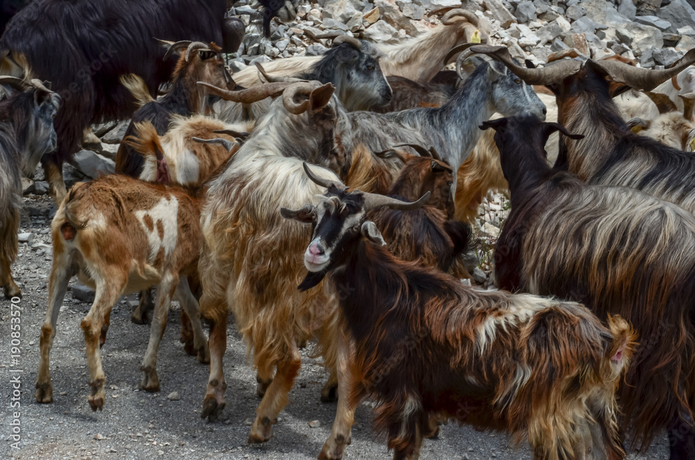 goats in the mountain horns heads many - Tzoumerka Arta Greece spring
