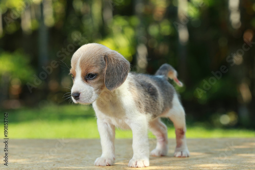 hurt silver color beagle puppy in natural green background © Sigma s