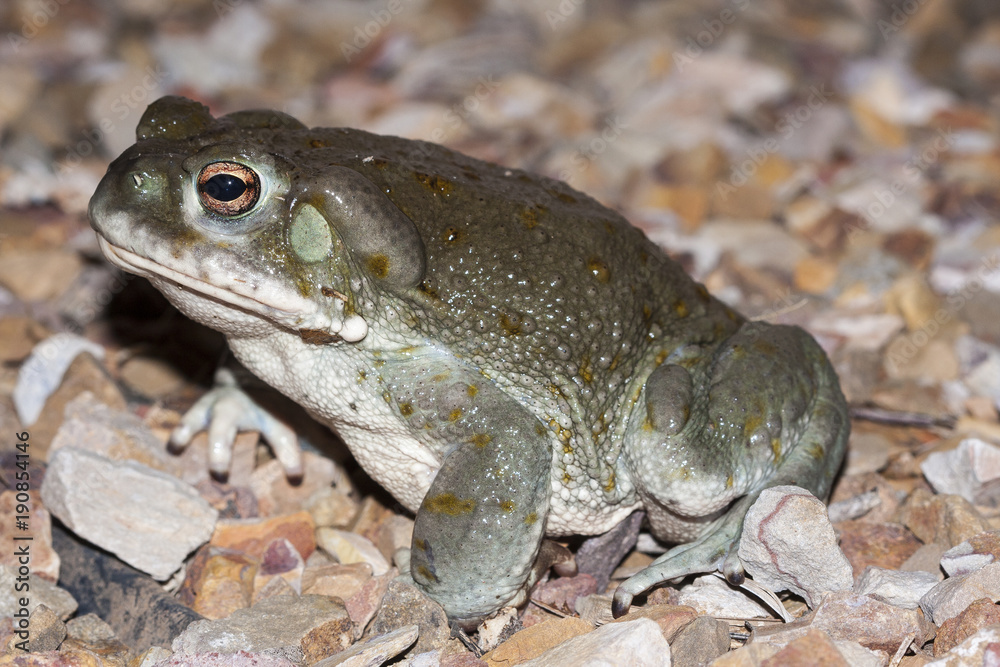 Obraz premium The Colorado River toad (Incilius alvarius), the Sonoran Desert toad, is a psychoactive toad found in northern Mexico and the southwestern United States. Its toxin contains 5-MeO-DMT and bufotenin.