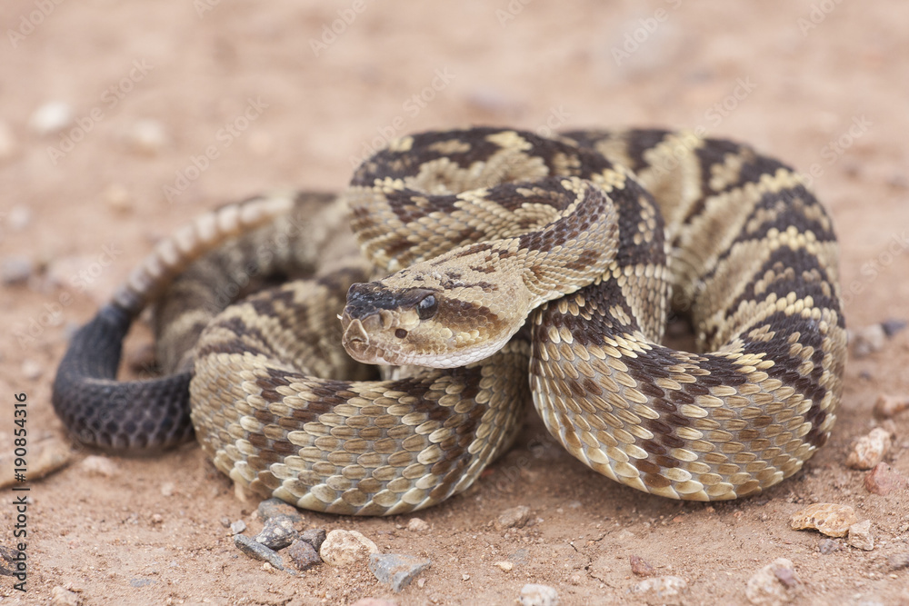 Crotalus molossus is a venomous pit viper species found in the southwestern United States and Mexico. Macro portrait. Common names: black-tailed rattlesnake, green rattler, Northern black-tailed Crotalus molossus is a venomous pit viper species found in the southwestern United States and Mexico. Macro portrait. Common names: black-tailed rattlesnake, green rattler, Northern black-tailed