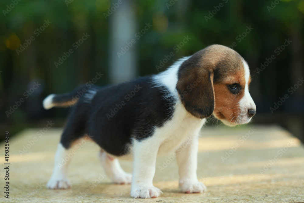 1 month beagle puppy action in natural green background