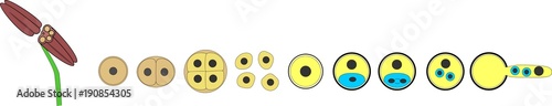 Development of pollen grain and formation of male gamete